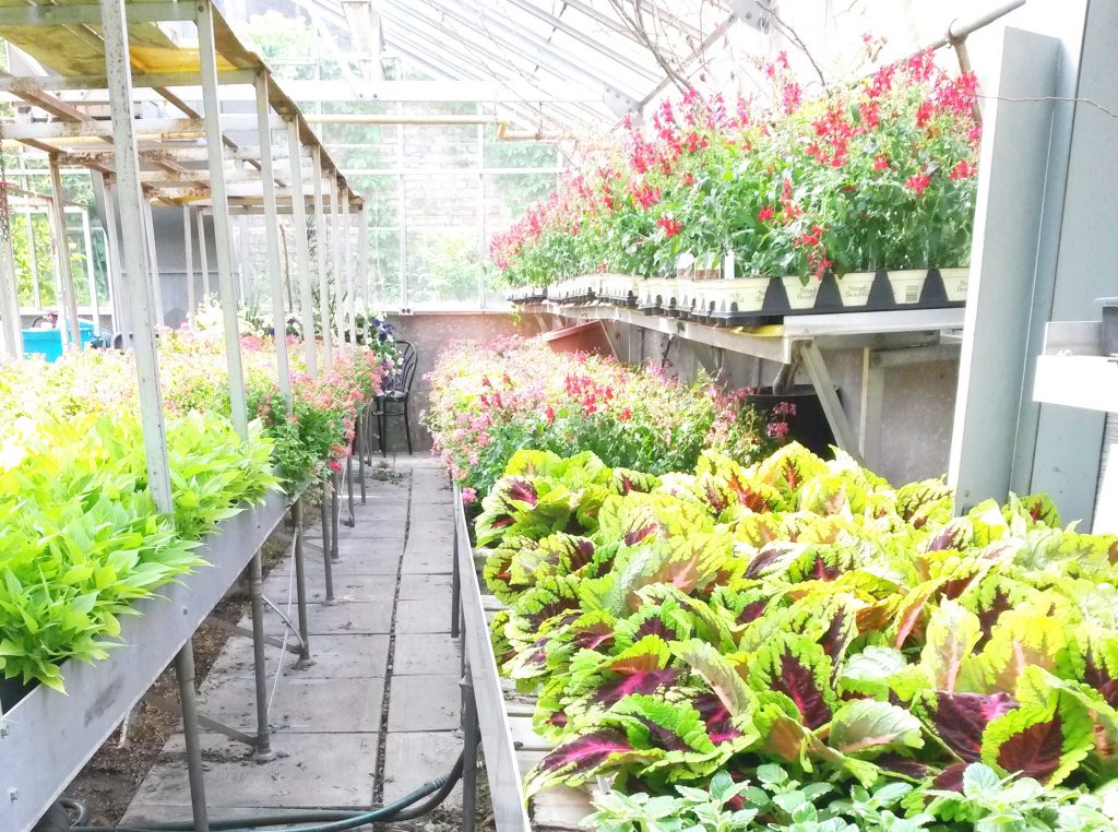 PGTE makes custom BIA flower planters in the greenhouse